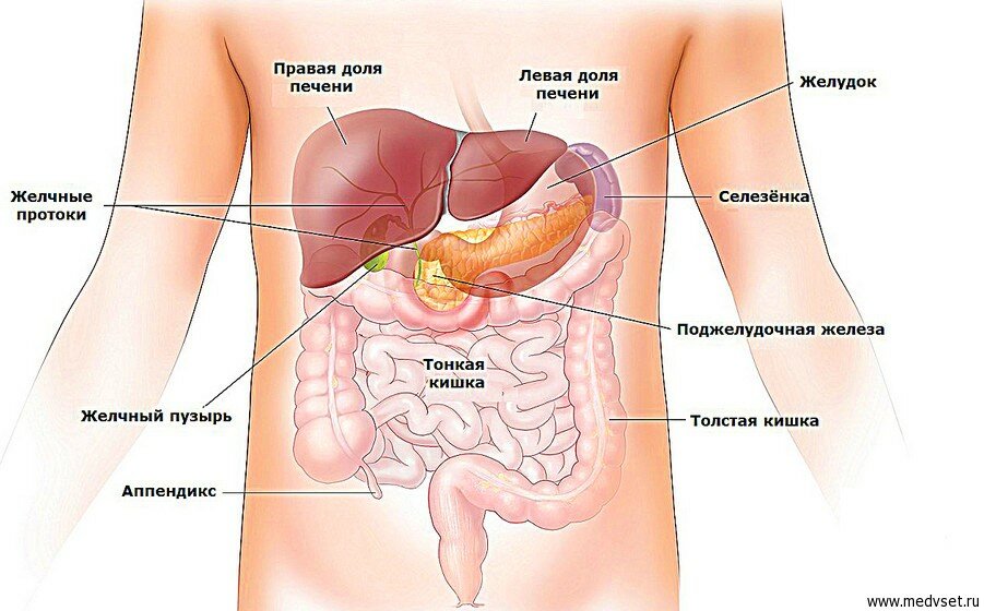 Ннутренние органы человека: картинки брюшной полости
