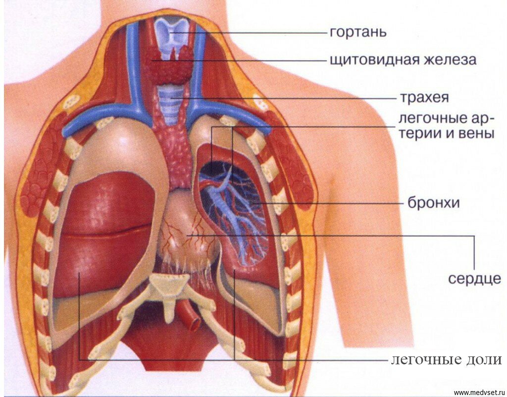 Cтроение человека: внутренние органы, фото с надписями